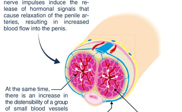  ERECTION PROCESS